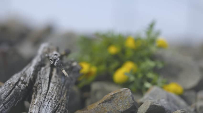 Still of scene from Clusters (disposal site). View of a stick and a dandelion on rocks, shot low to the ground, with a very shallow depth of field.